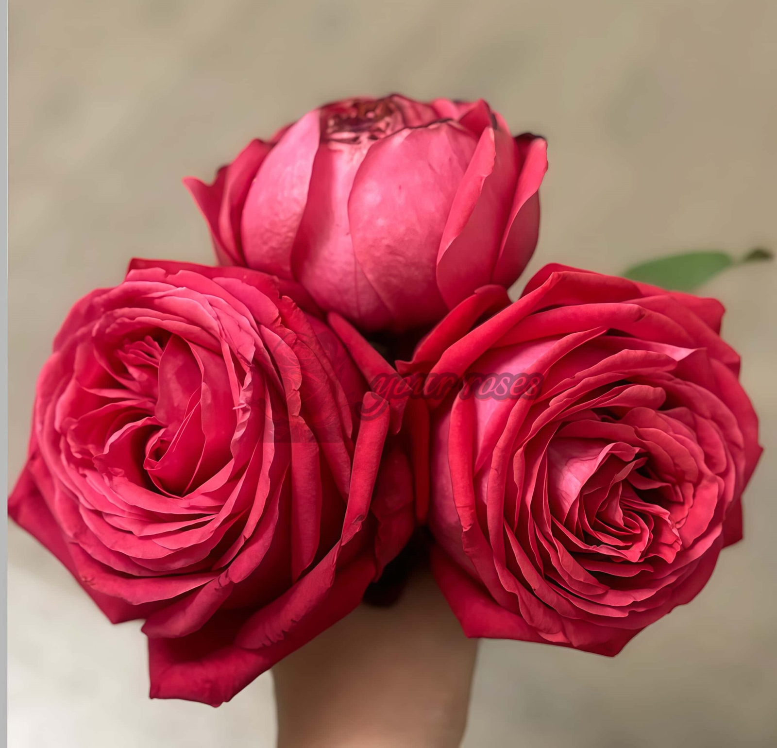 Dongfangmingzhu Rose for sale丨Your roses