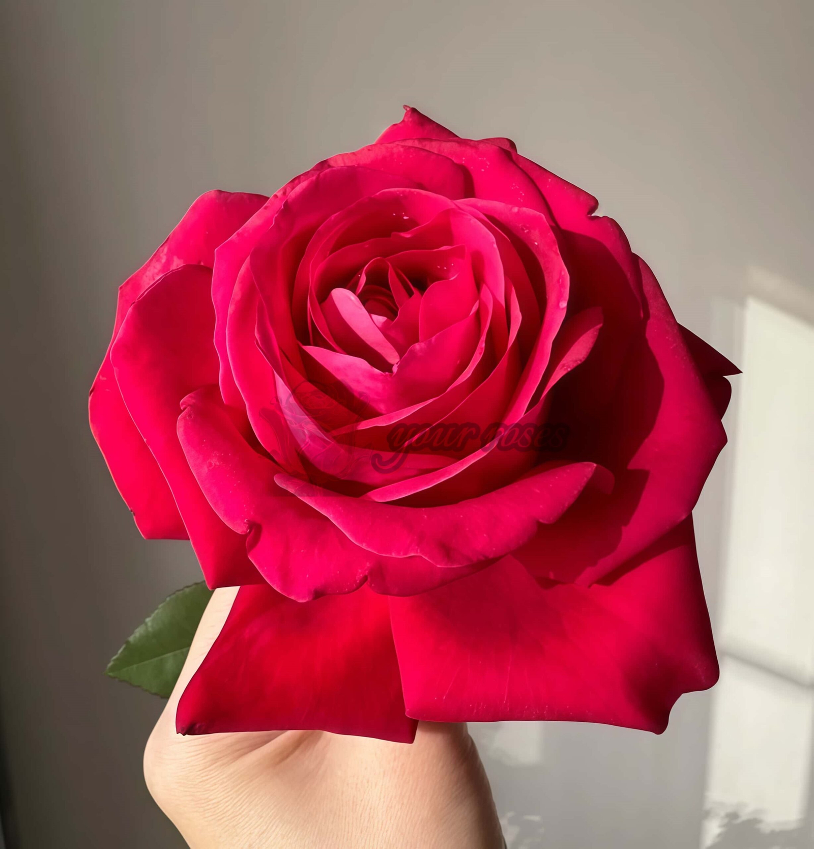 Dongfangmingzhu Rose plant丨Your roses