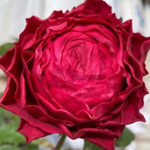 Dracula's Kiss Rose for sale丨Your roses