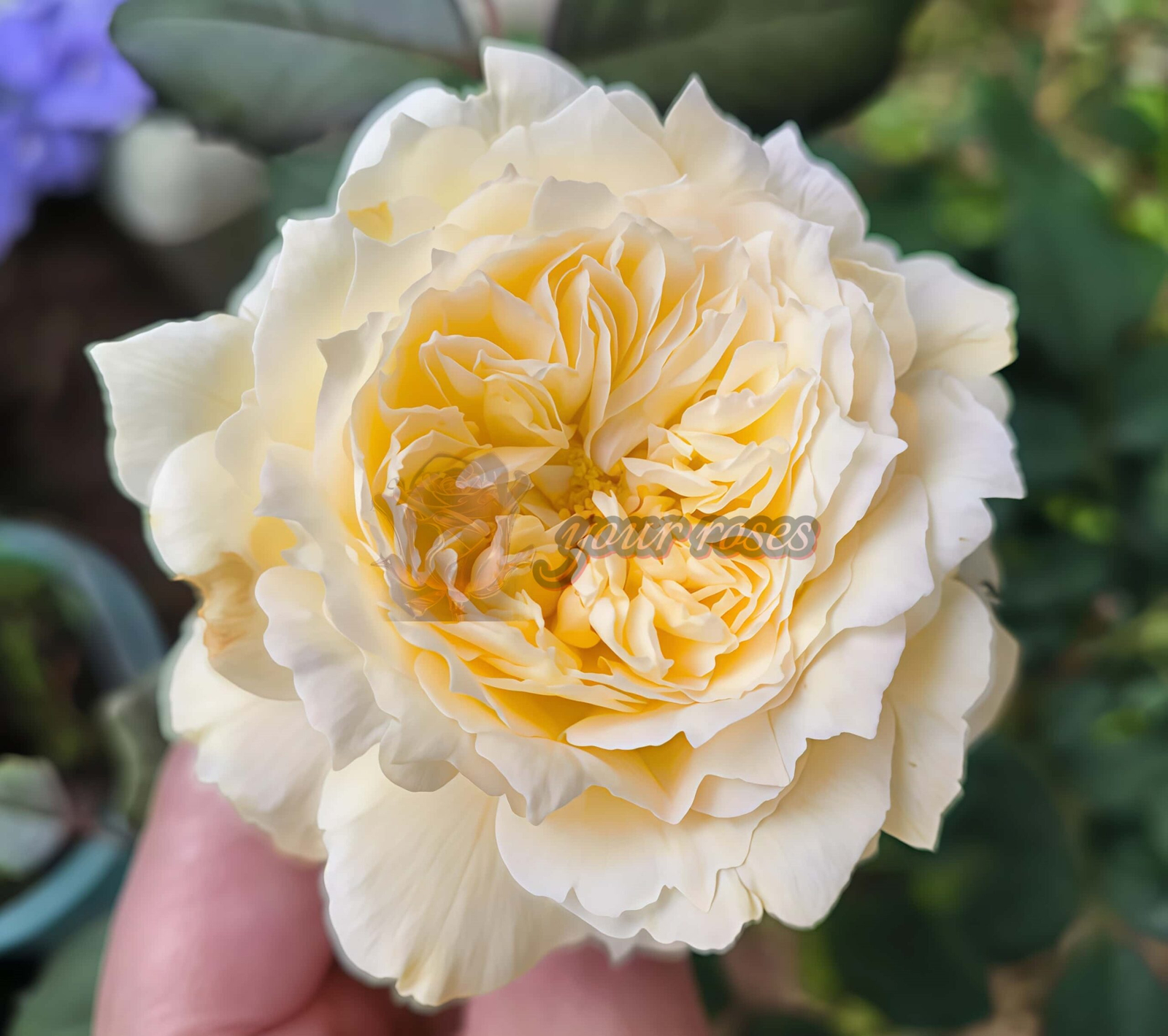 Dream Before Dawn Rose丨Your roses