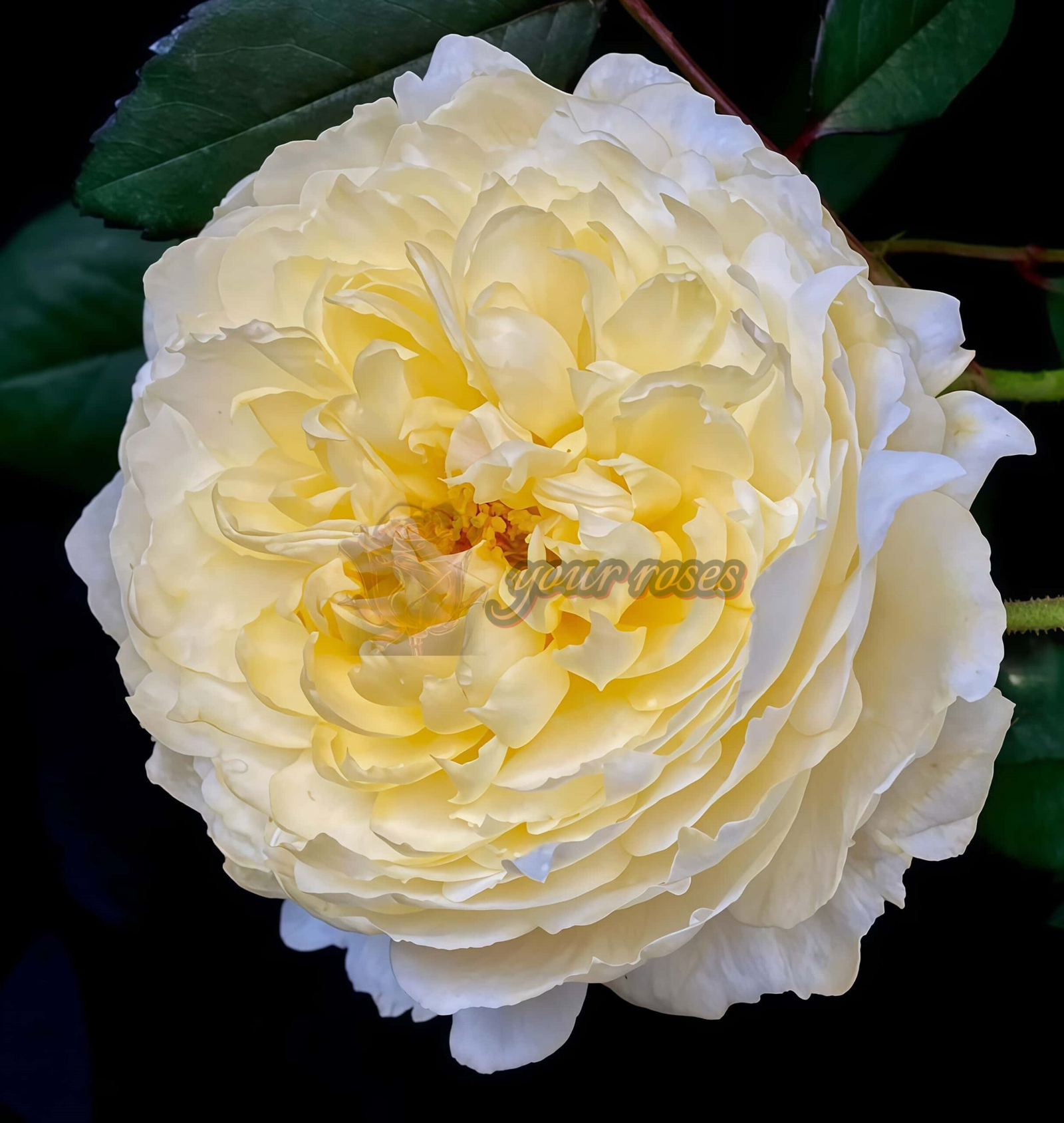 Dream Before Dawn Rose for sale丨Your roses