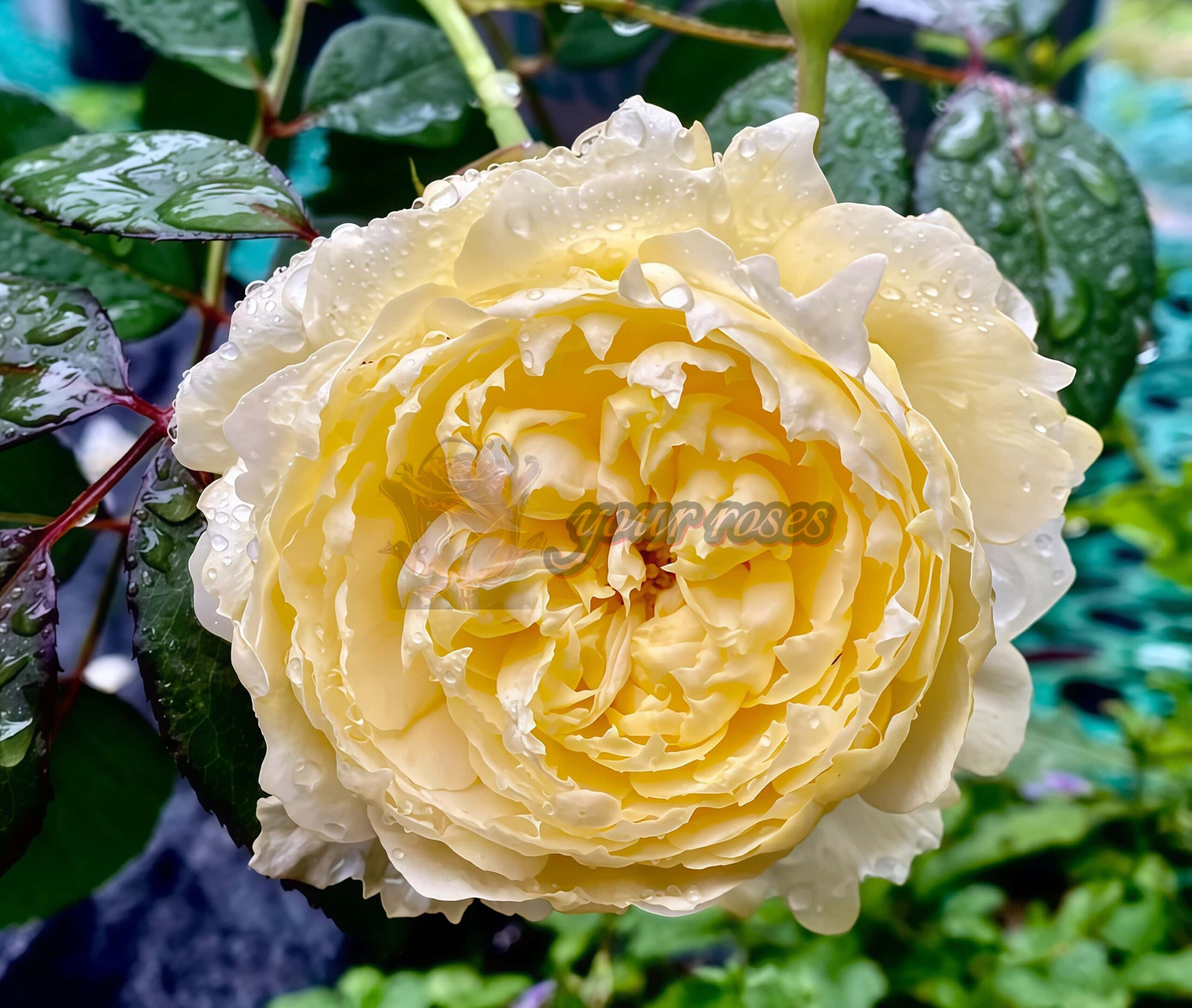 Dream Before Dawn Rose丨Your roses