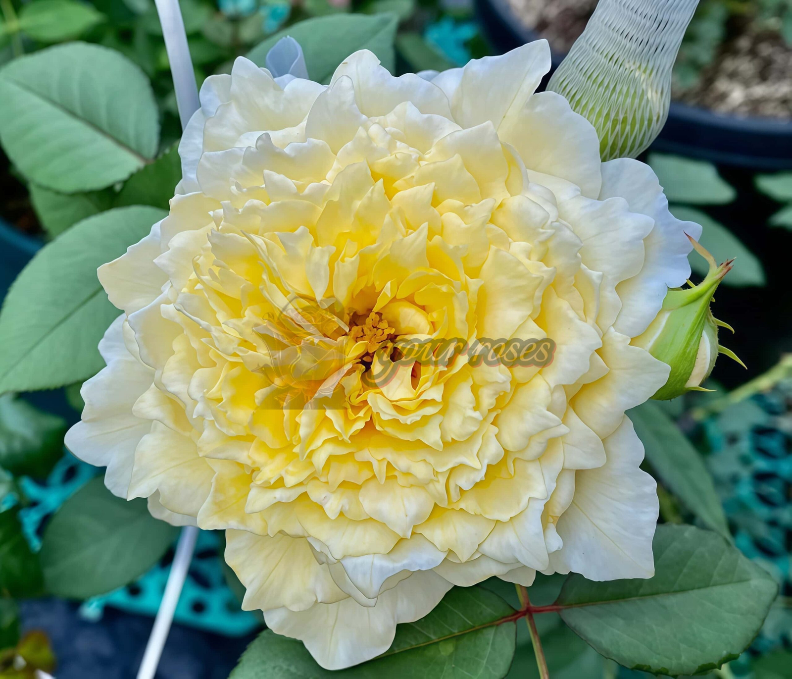 Dream Before Dawn Rose plant丨Your roses