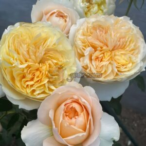 Effie Rose丨Your roses