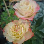 FAlry Queen Rose plant丨Your roses