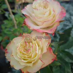 FAlry Queen Rose plant丨Your roses