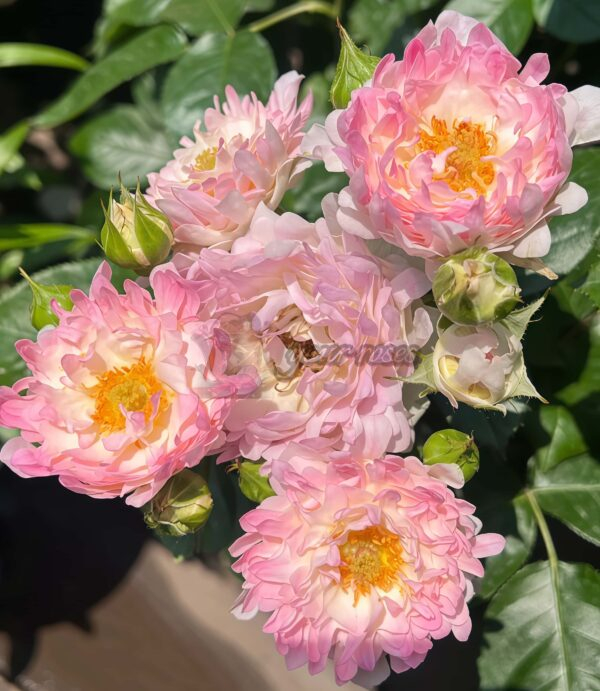 Fancy Ruffle Rose Plant|梦幻褶边/梦幻海葵 -