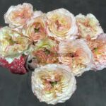Fantasy Trail Rose for sale丨Your roses
