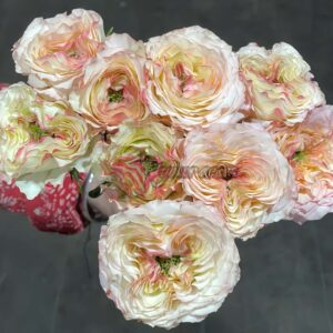 Fantasy Trail Rose for sale丨Your roses