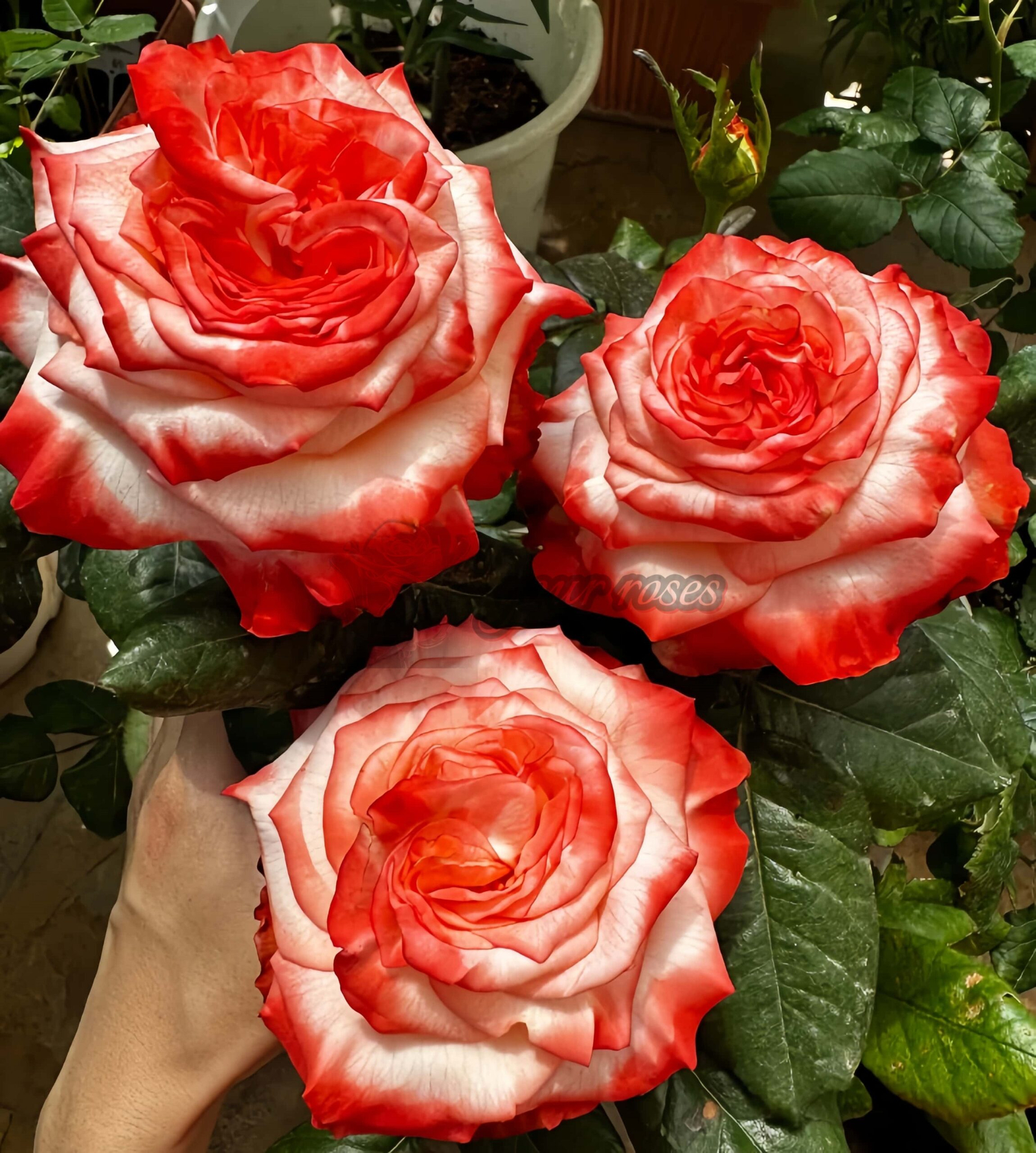 Farfalla Rose for sale丨Your roses