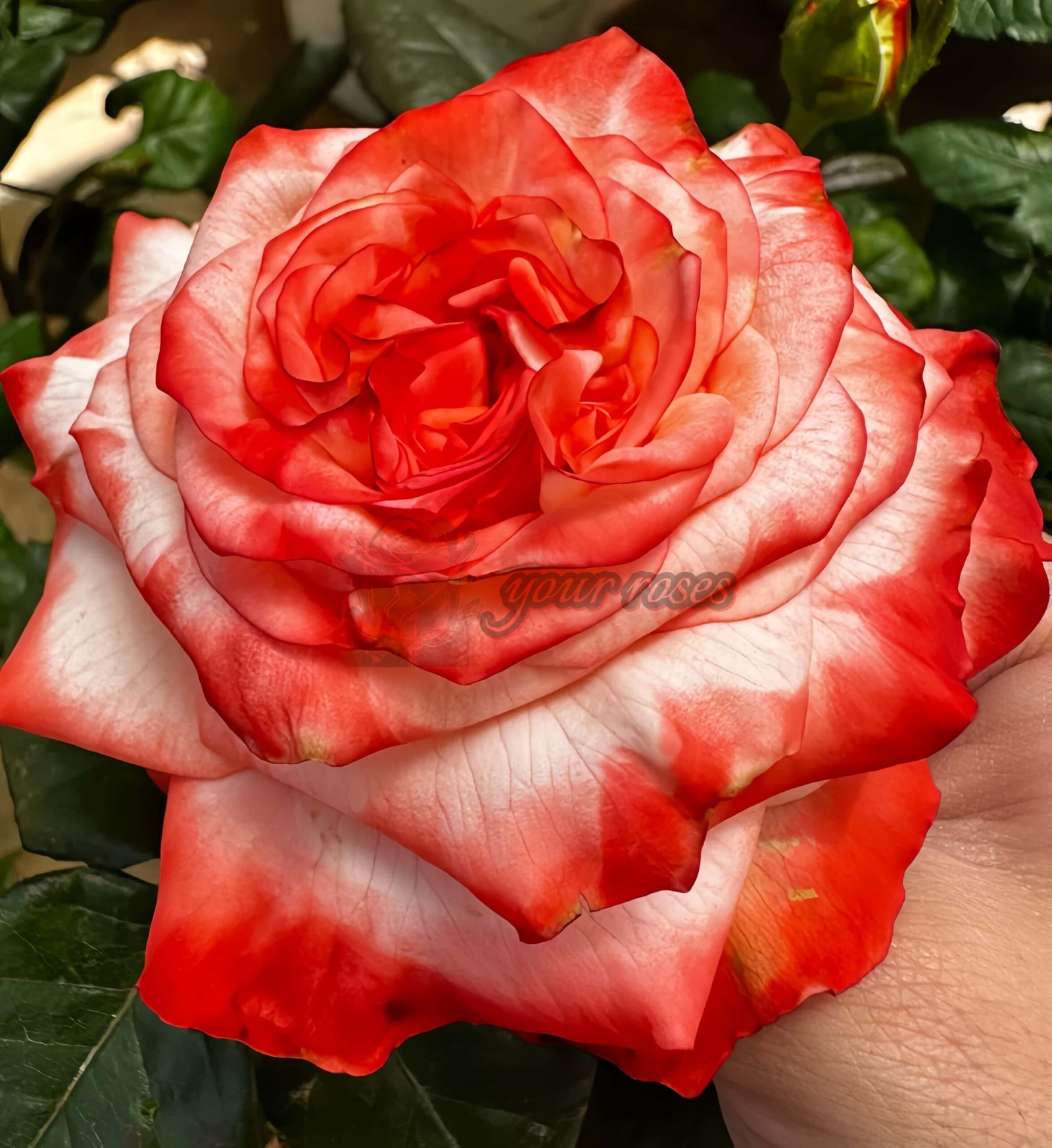 Farfalla Rose丨Your roses