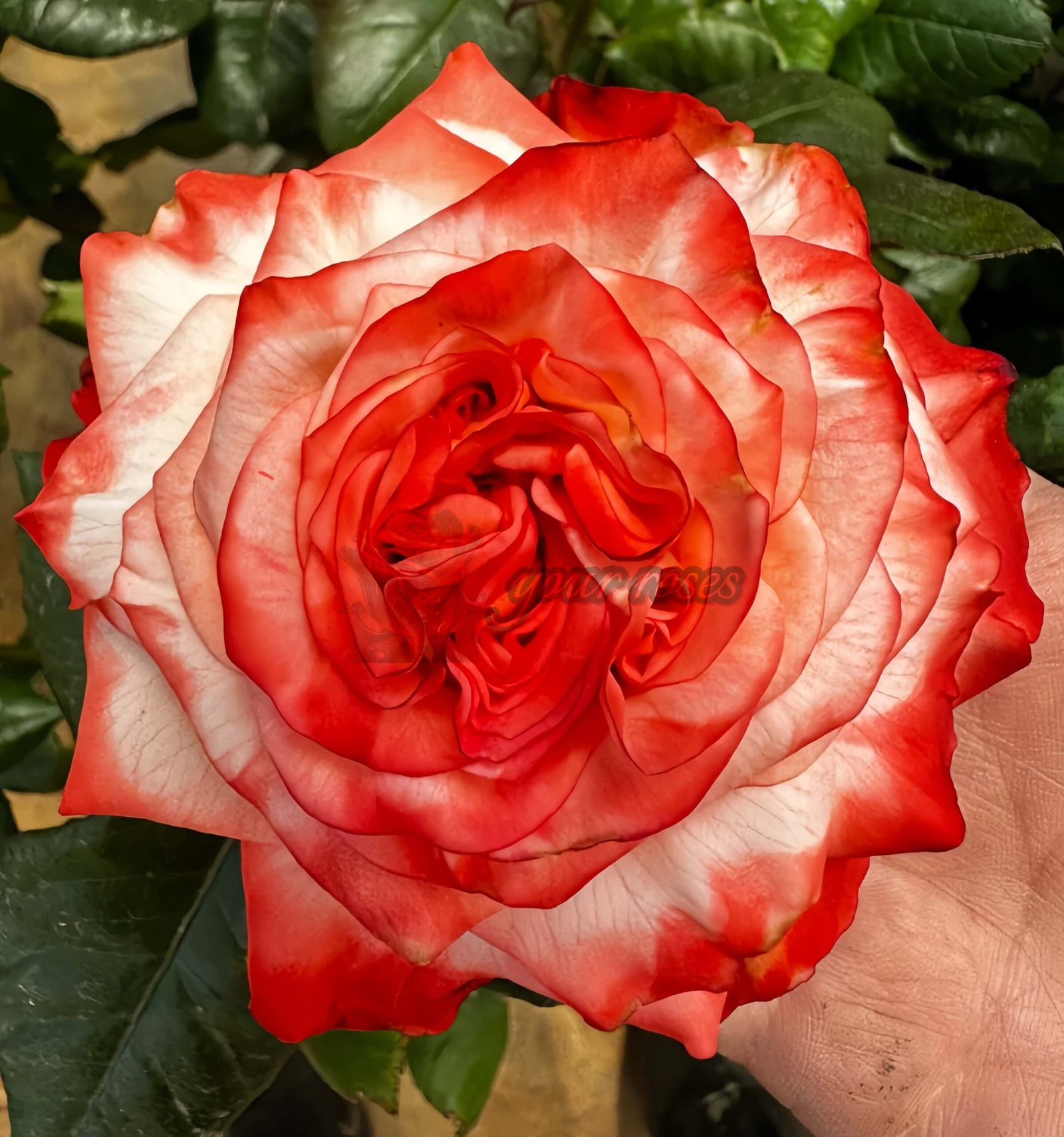 Farfalla Rose plant丨Your roses