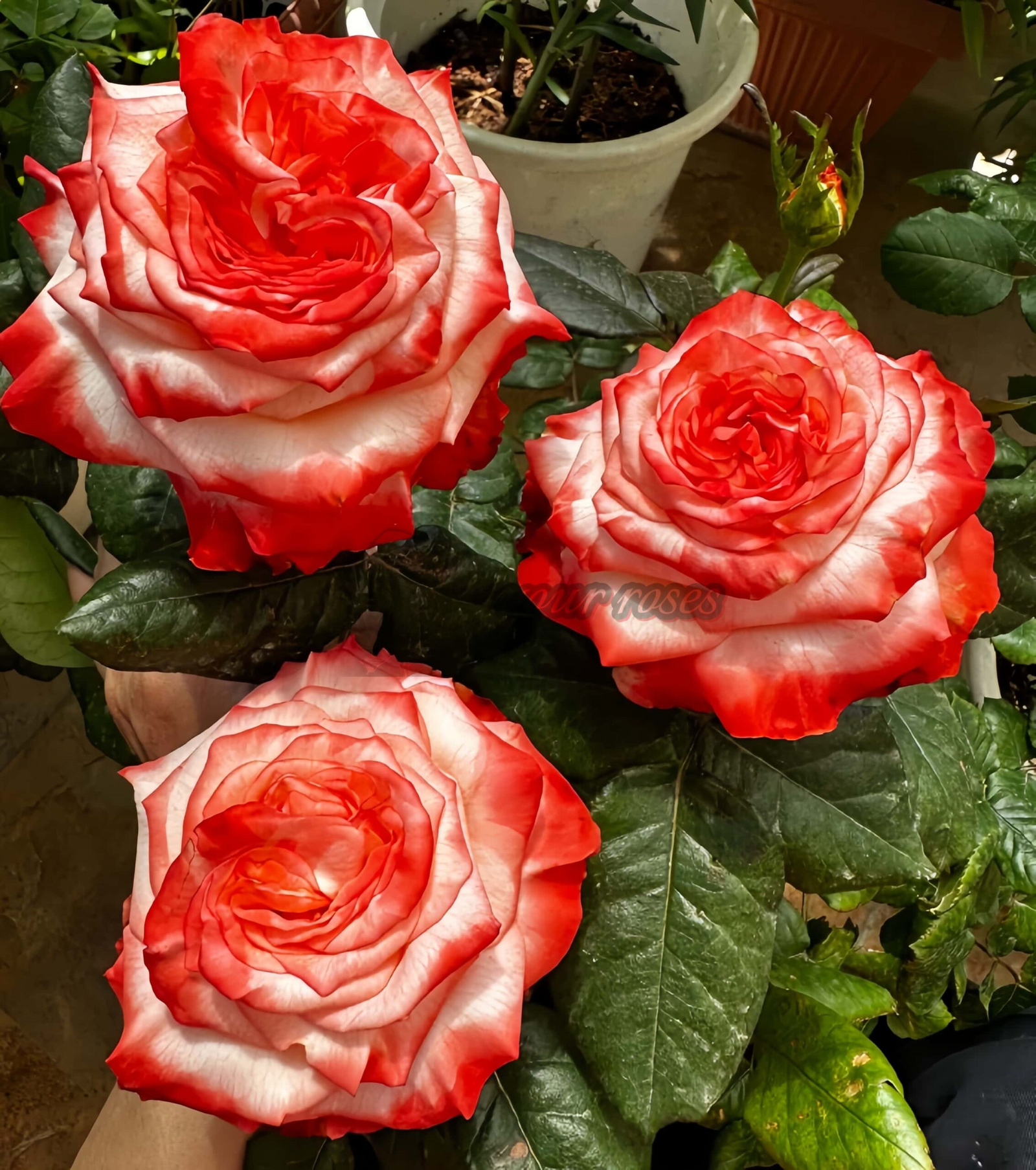 Farfalla Rose丨Your roses