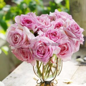 Fendai Rose plant丨Your roses