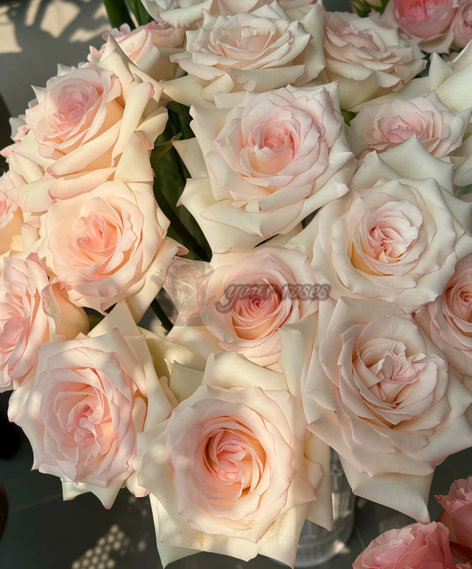 Fragrance Lady Rose丨Your roses