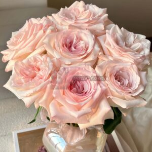 Fragrance Lady Rose for sale丨Your roses