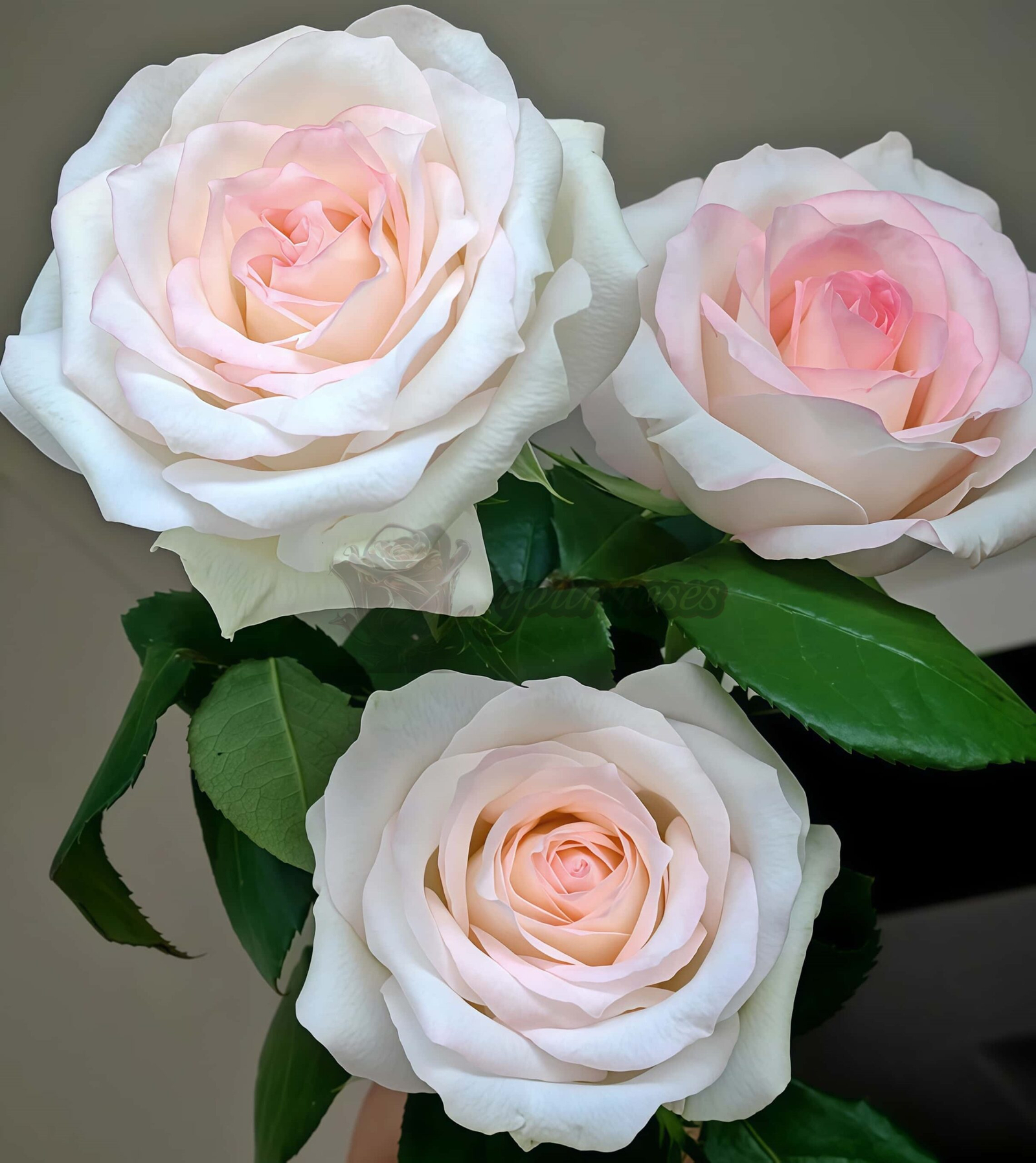 Fragrance Lady Rose丨Your roses