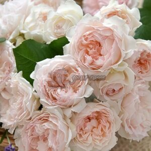 Frances Burnett Rose for sale丨Your roses