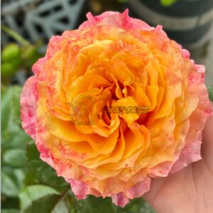 Free Spirit Rose丨Your roses