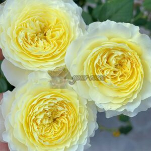 Fuguang Rose丨Your roses