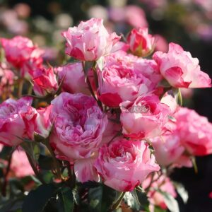 Futao Rose丨Your roses