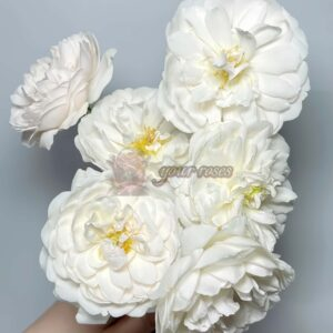 Glamis Castle Rose丨Your roses