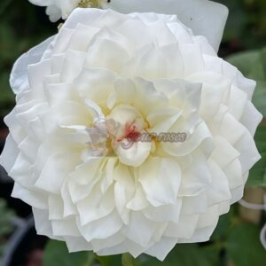 Guardian Angel Rose丨Your roses