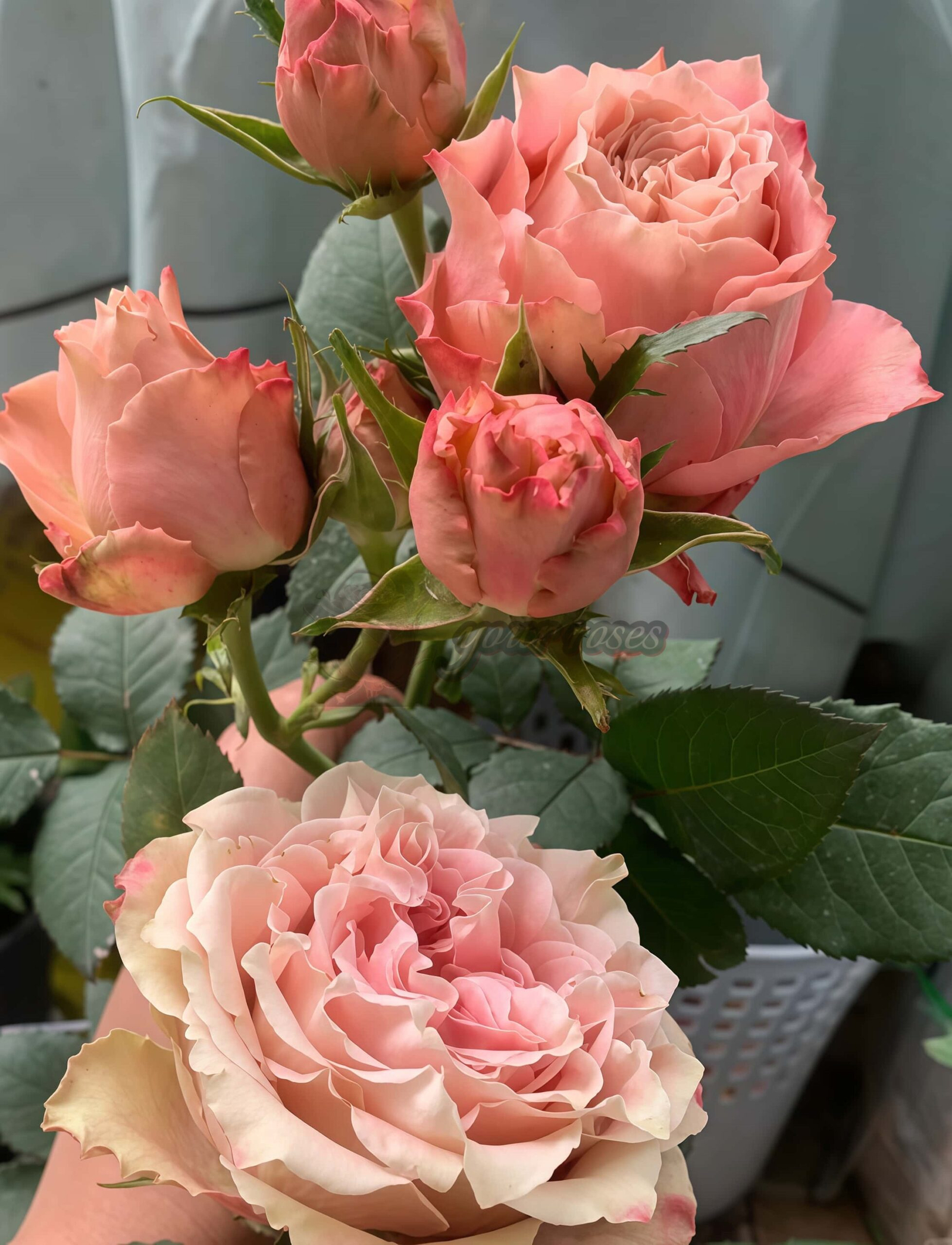 Heartstrings Rose丨Your roses