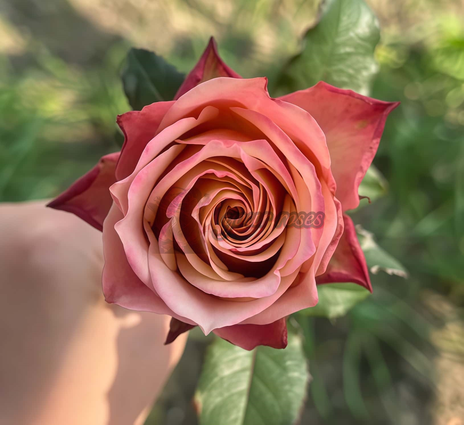 Heartstrings Rose for sale丨Your roses