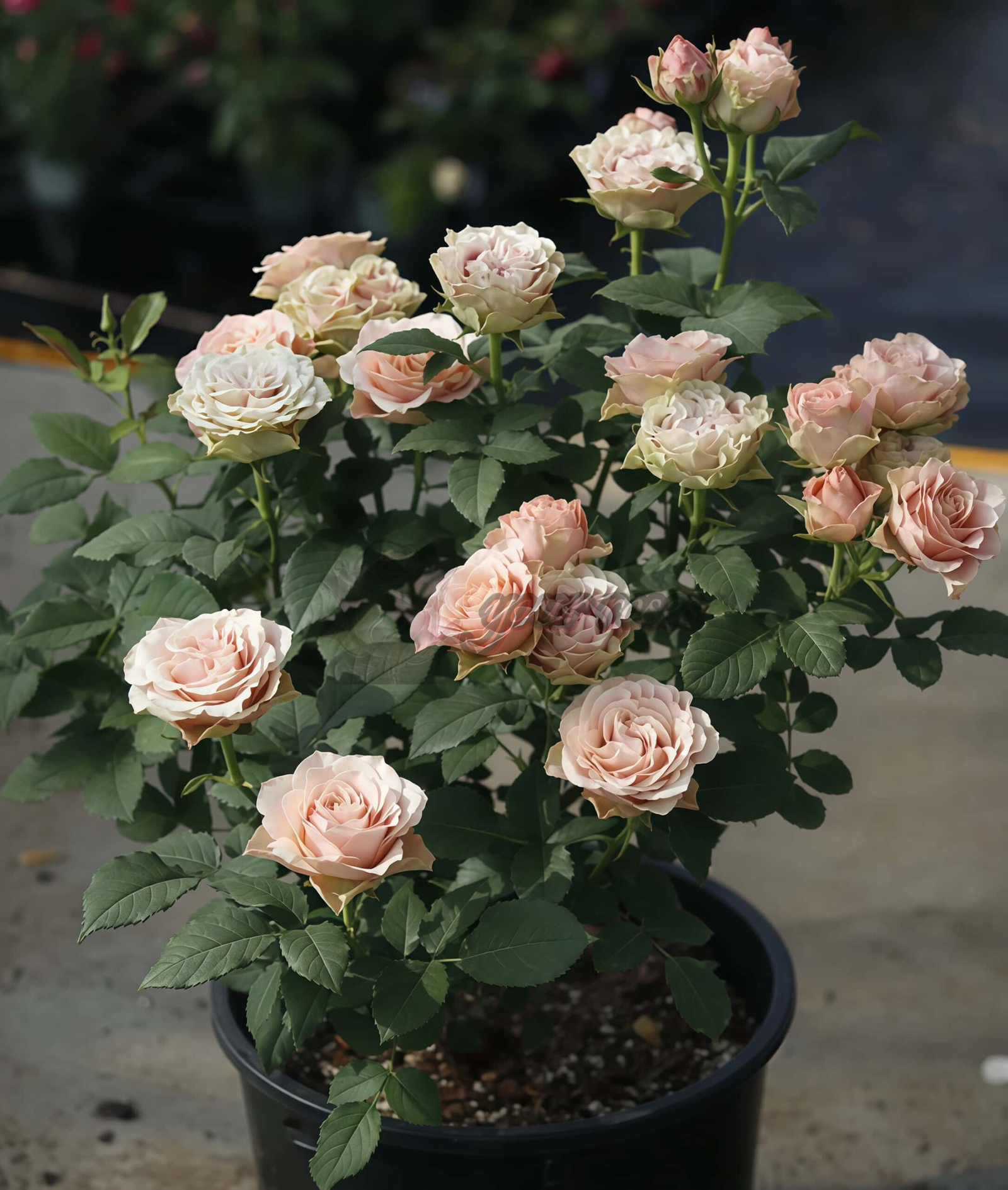 Heartstrings Rose丨Your roses