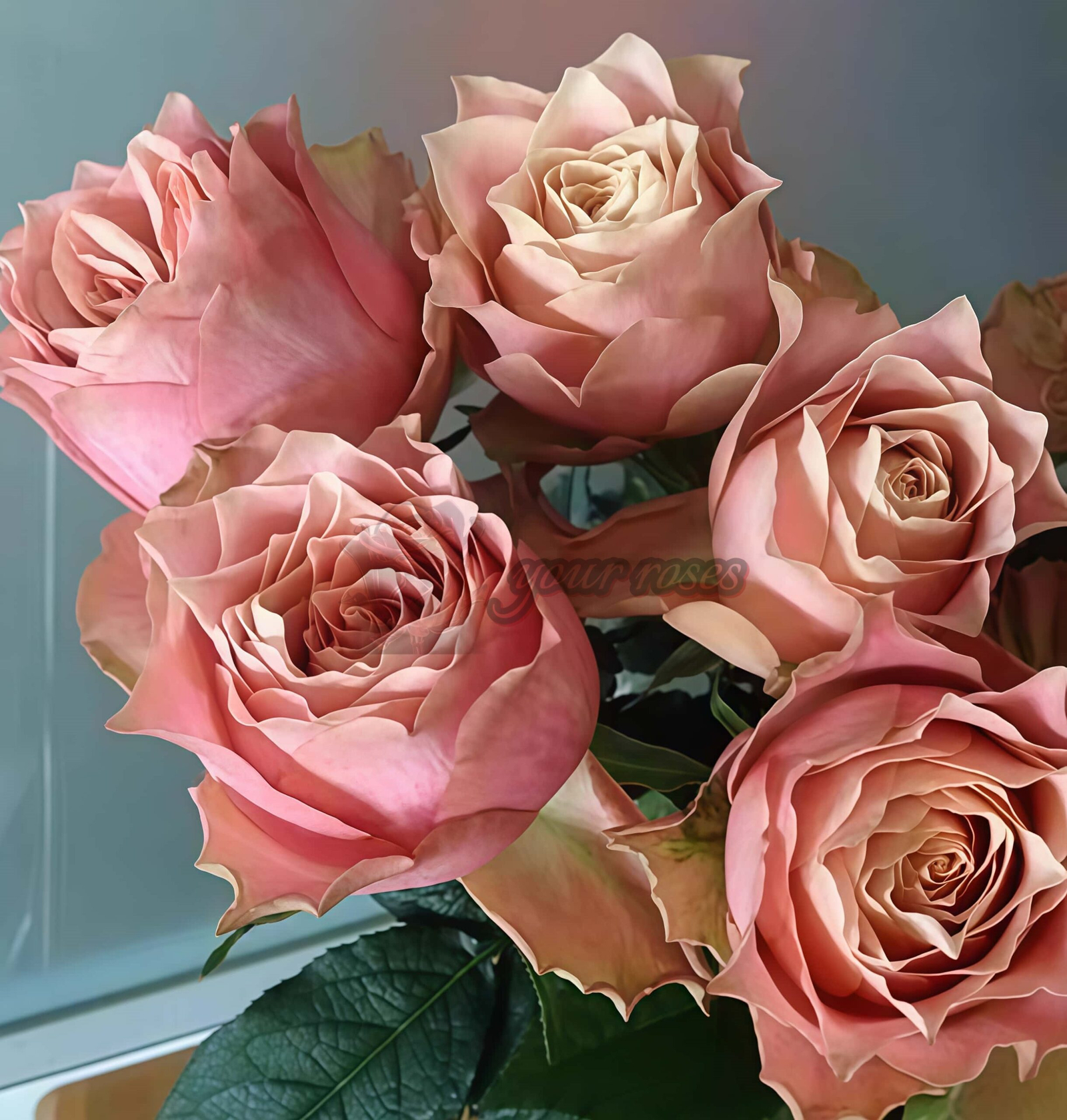 Heartstrings Rose plant丨Your roses