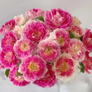 Holiday lsland Guernsey Rose丨Your roses