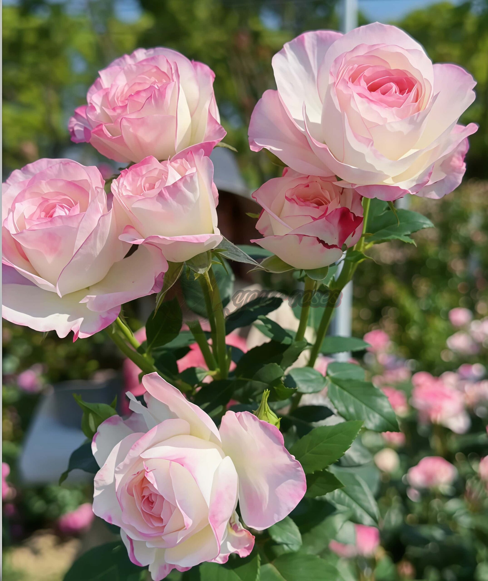 Hongsu Rose for sale丨Your roses