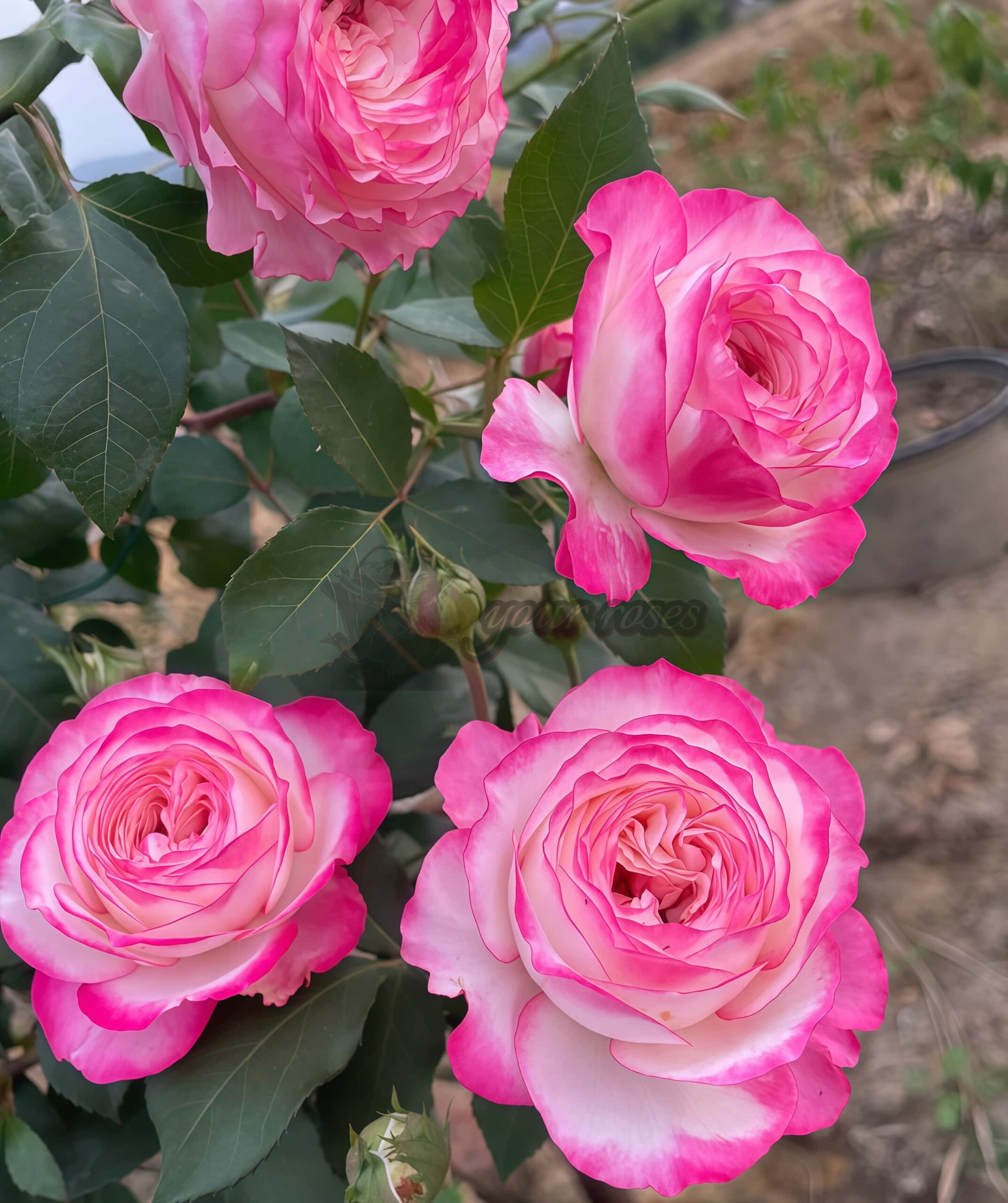 Hongsu Rose丨Your roses