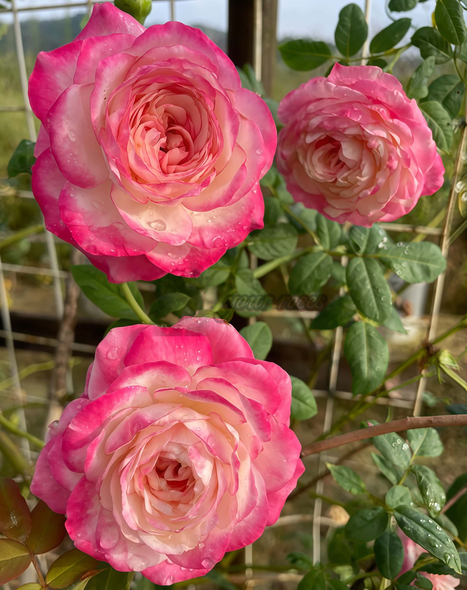 Hongsu Rose plant丨Your roses