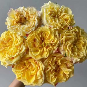 Huangjinmailang Rose丨Your roses