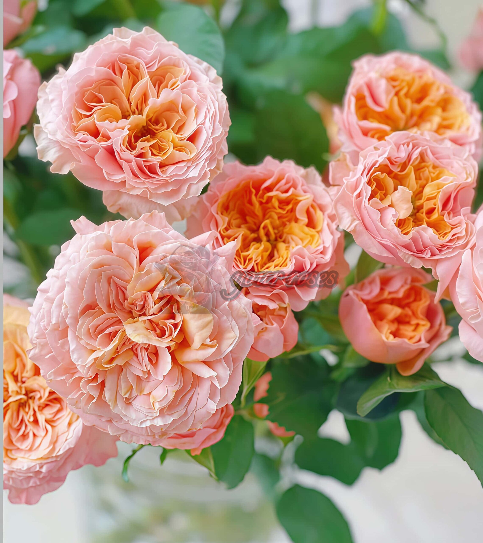 IMAGINE+ Rose丨Your roses