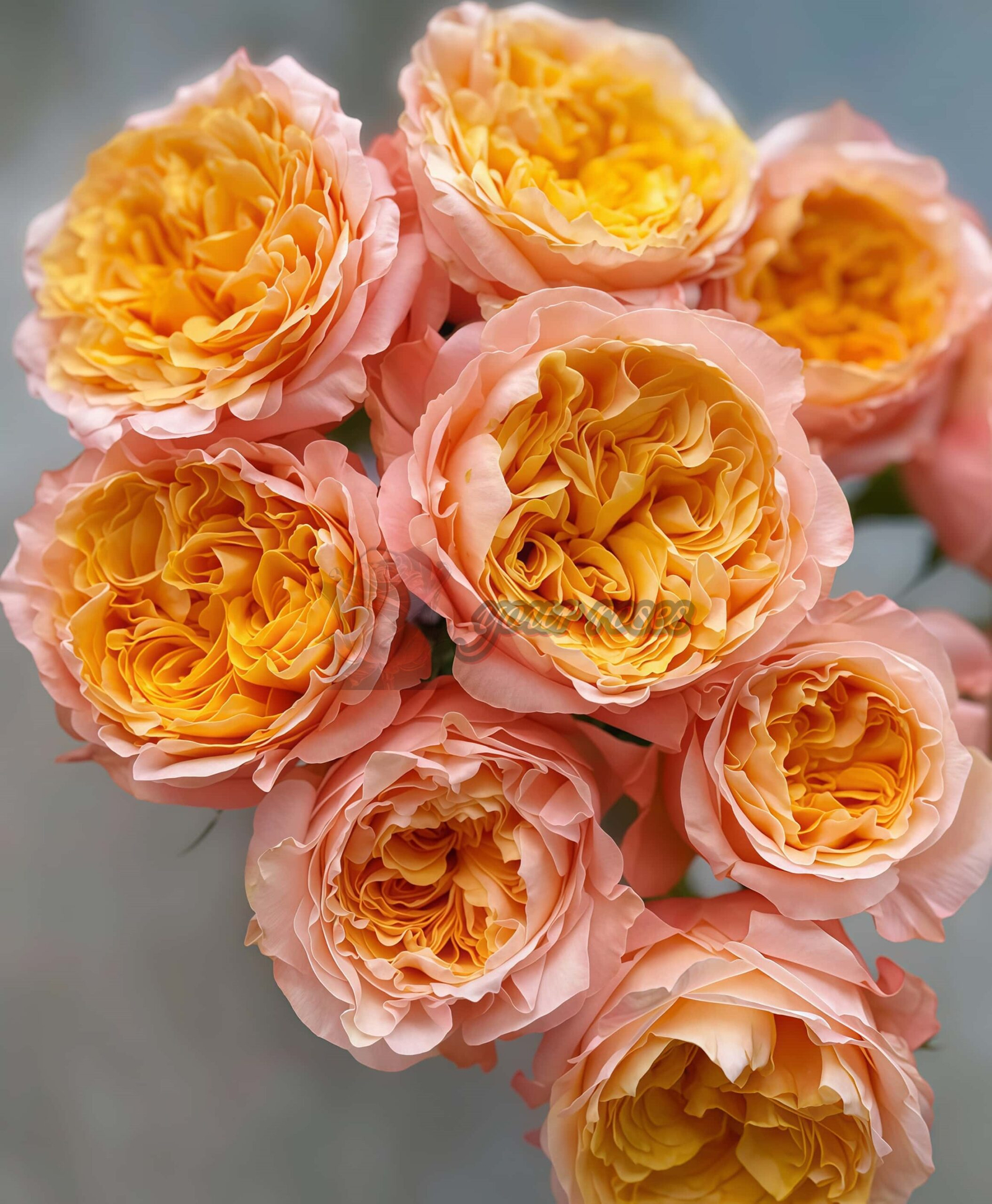 IMAGINE+ Rose for sale丨Your roses