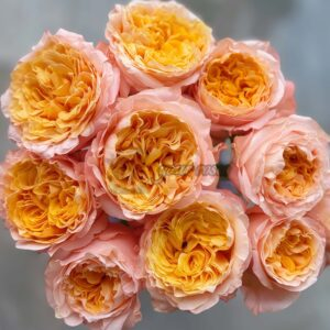 IMAGINE+ Rose丨Your roses