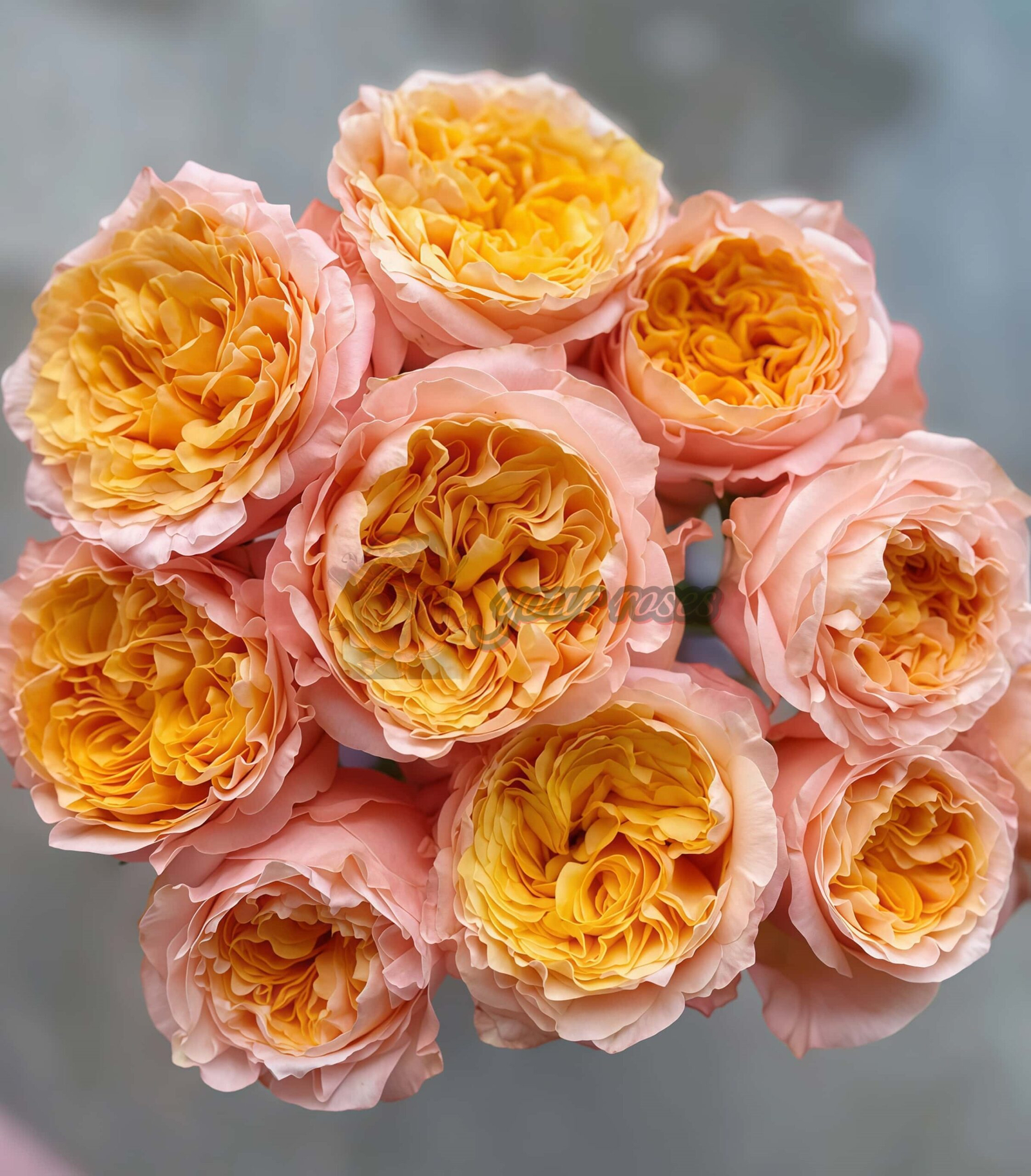 IMAGINE+ Rose丨Your roses