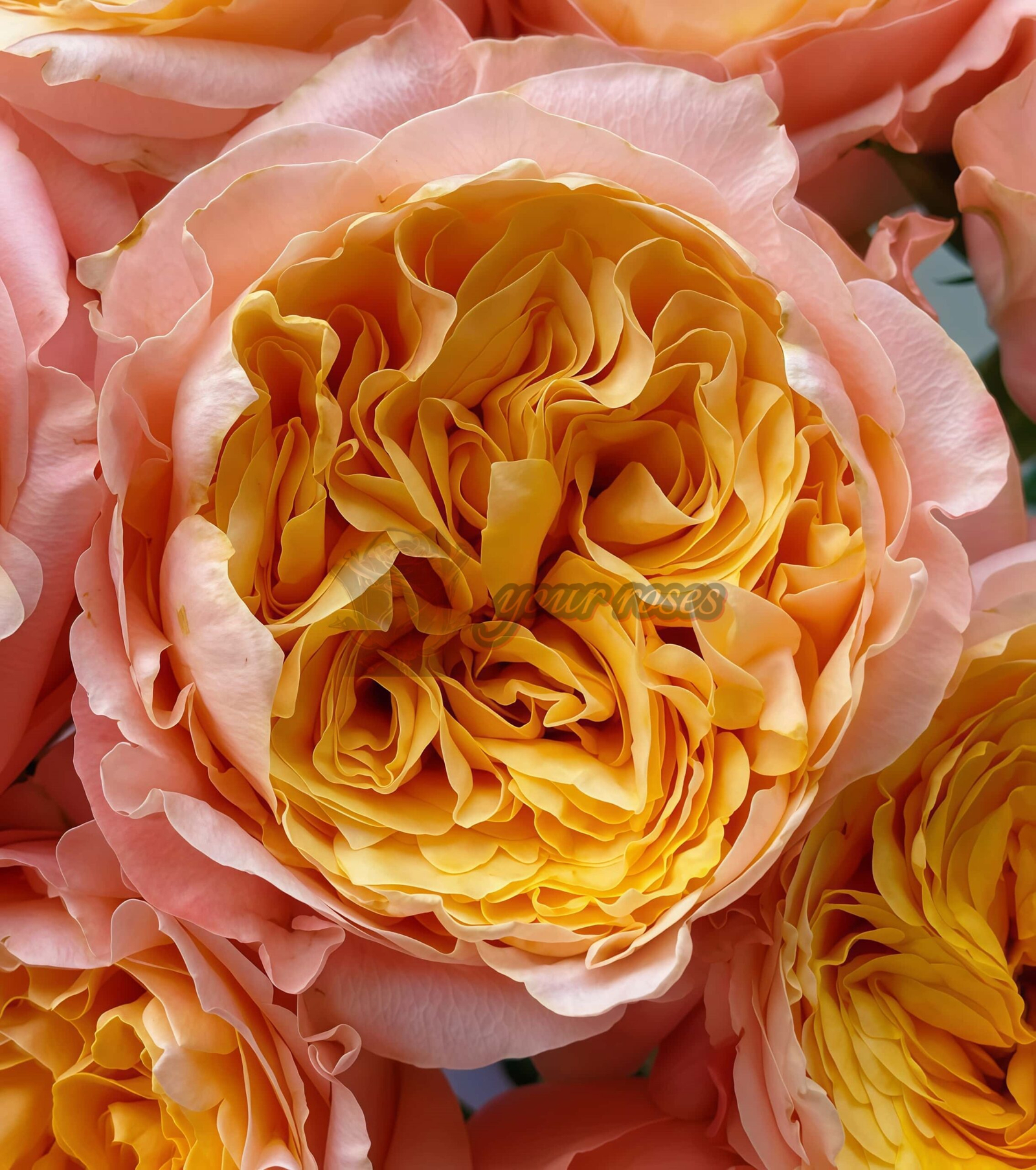 IMAGINE+ Rose plant丨Your roses