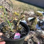 Fairy Kiss Rose Plant|仙子之吻 photo review