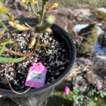 Fairy Kiss Rose Plant|仙子之吻 photo review