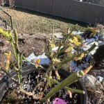 Fairy Kiss Rose Plant|仙子之吻 photo review