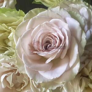 In My Place Rose plant丨Your roses