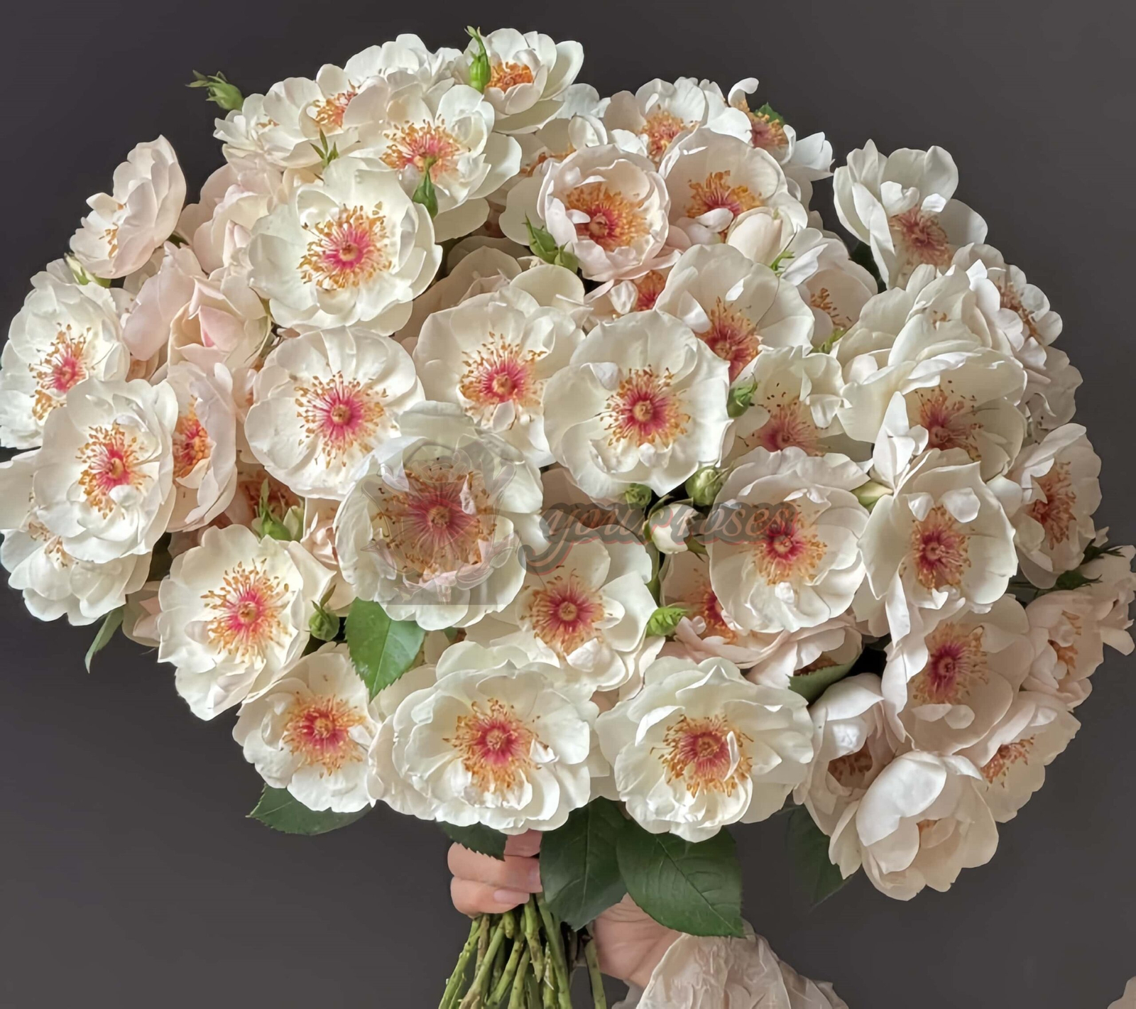 Jacqueline du Pre Rose for sale丨Your roses