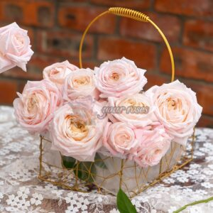 Jinfen shijia Rose for sale丨Your roses