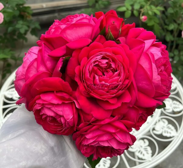 Jingle Bells Rose Plant|铃儿响叮当 -