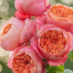 Jingqiu Rose丨Your roses