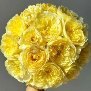 Jushuiyue Rose丨Your roses